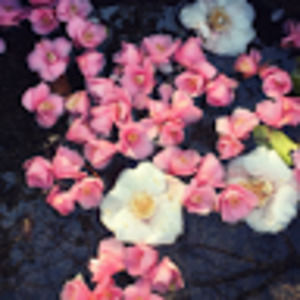 Meet your Posher, Corryn